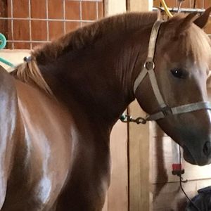 Meet your Posher, Cynthia